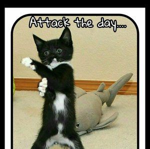 Meet your Posher, Chasiety